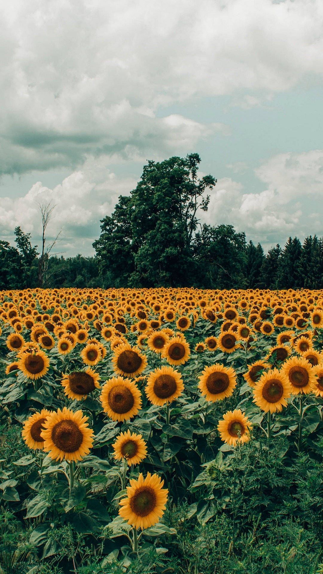1080x1920 Download Sunflower Field Vintage Effect Wallpaper
