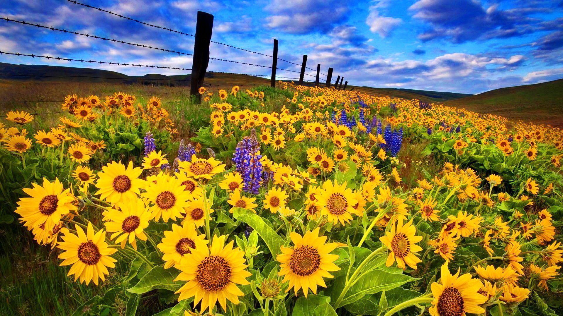 1920x1080 Golden Sunflower Field