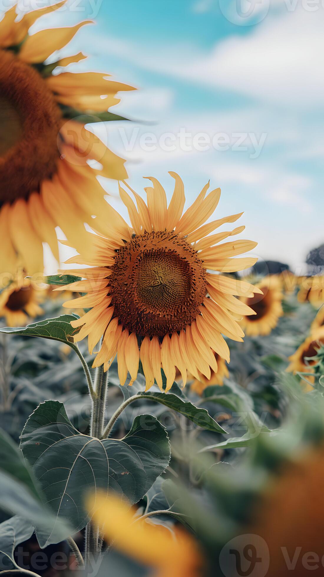 1100x1960 Sunflower field under blue sky radiates warmth and summer joy Vertical Mobile Wallpaper