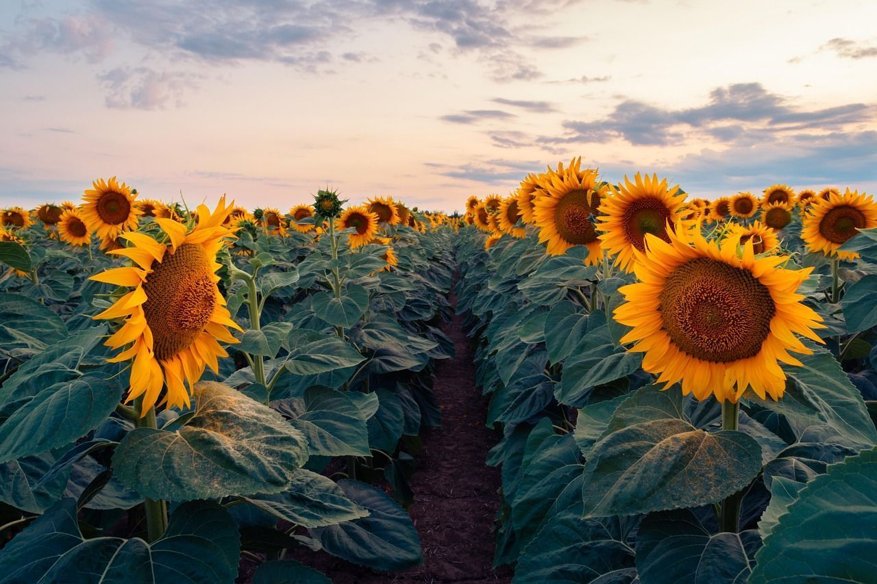1280x853 Flowers Sunflowers Field