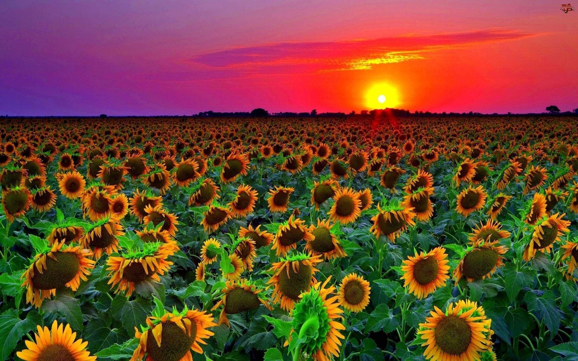 1920x1200 Download Sunflower Field Purple Sky Wallpaper