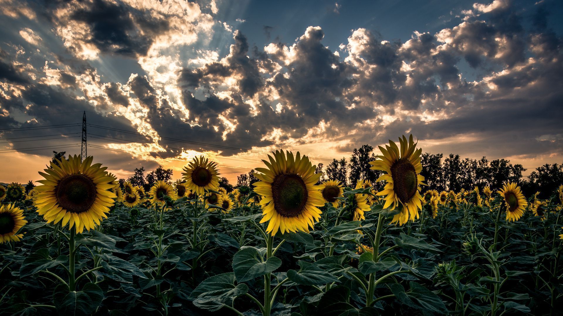 1920x1080 Download wallpaper 1920x1080 sunflower, field, flower, sunset full hd, hdtv, fhd, 1080p HD background