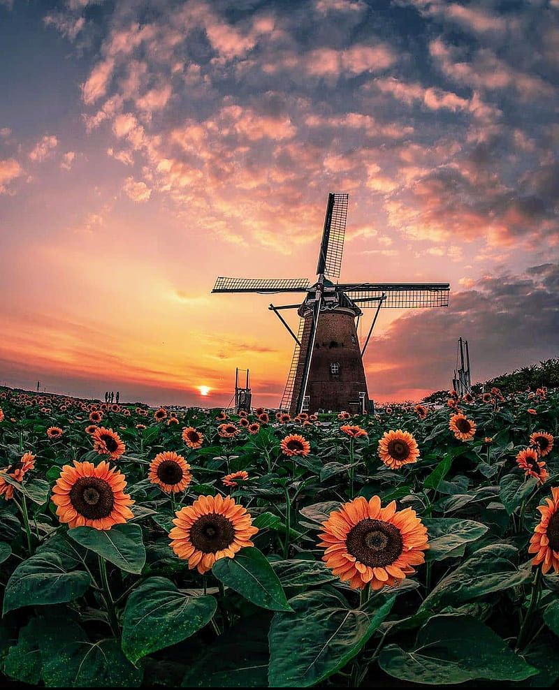 800x988 Sunflower fields, bonito, flowers, japan, orange, sun, sun flower, sun flowers, HD phone wallpaper