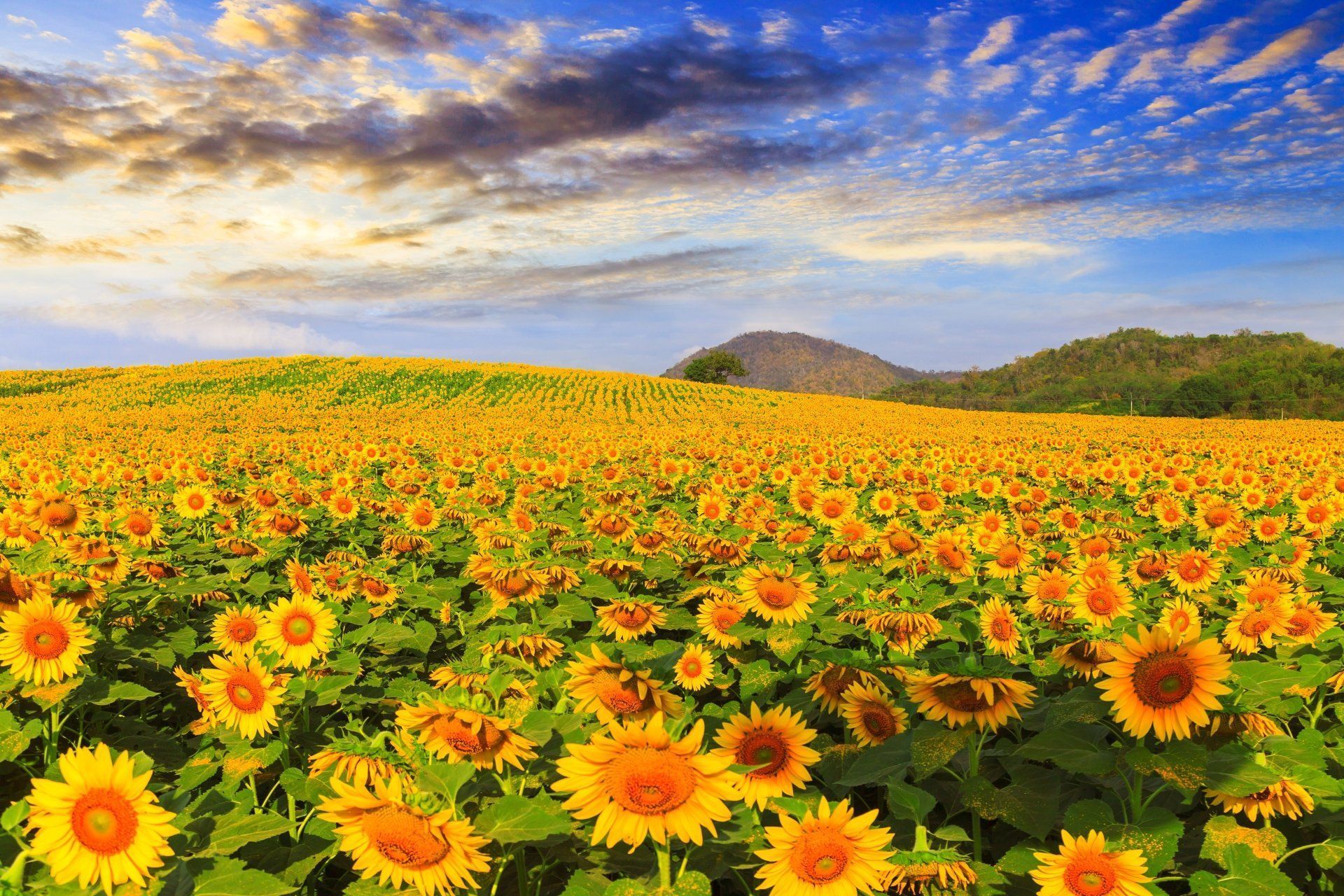 1920x1280 Radiant Summer Sunflower FieldK Ultra HD Nature Wallpaper