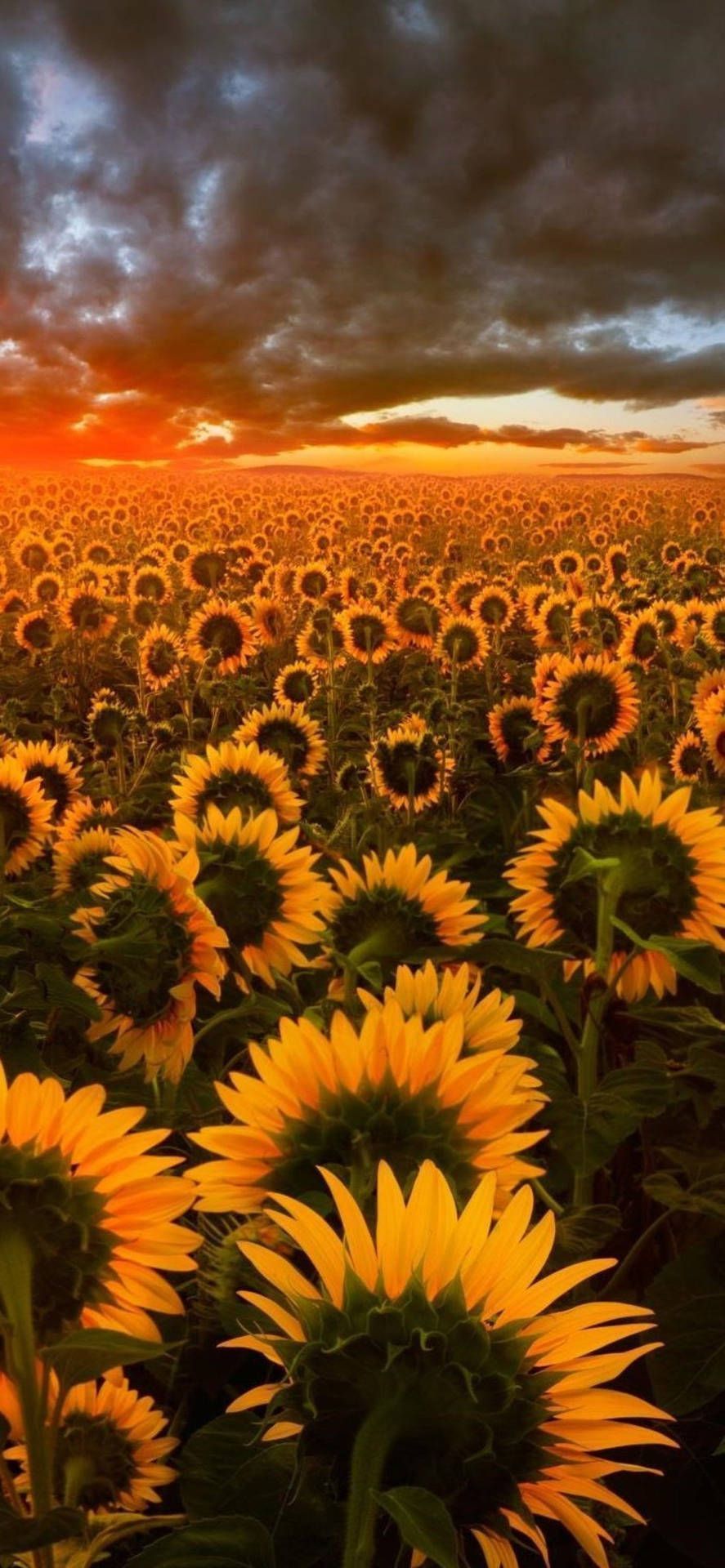 887x1920 Download Sunflower Field Dark Sunset Wallpaper