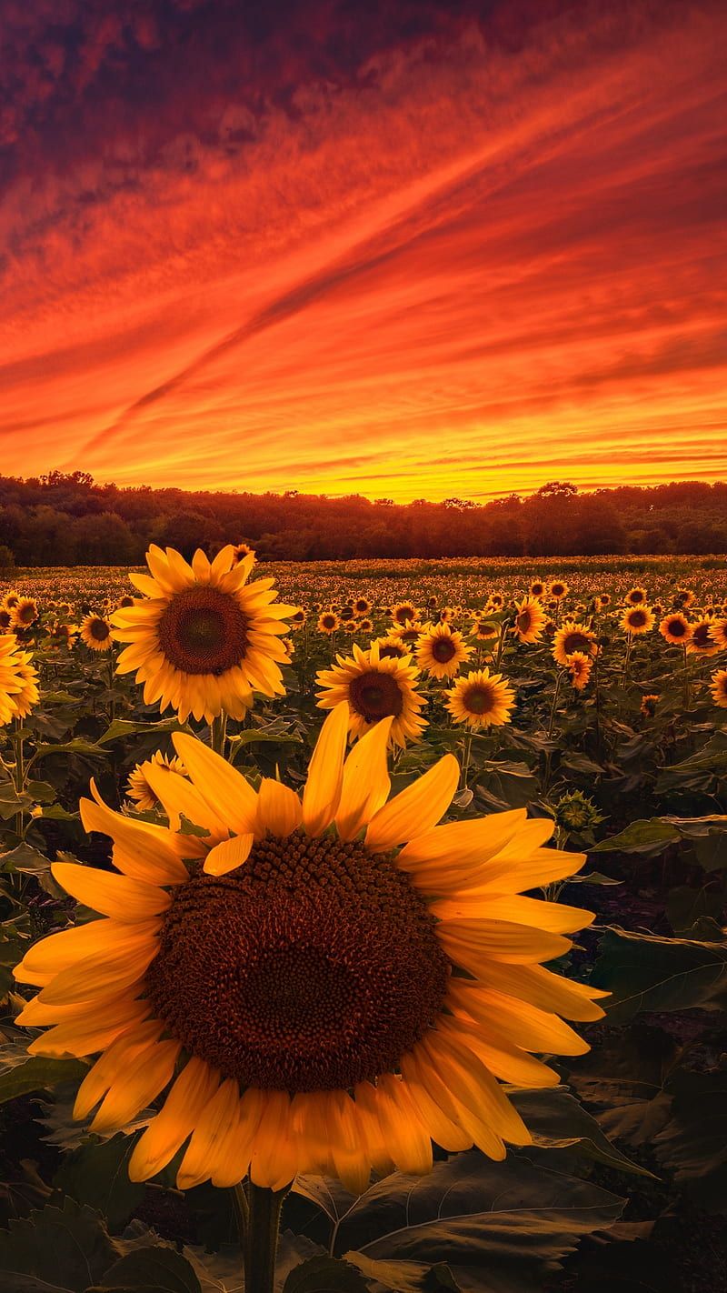 800x1422 Sunflower field, flower, dark, sunset, HD phone wallpaper