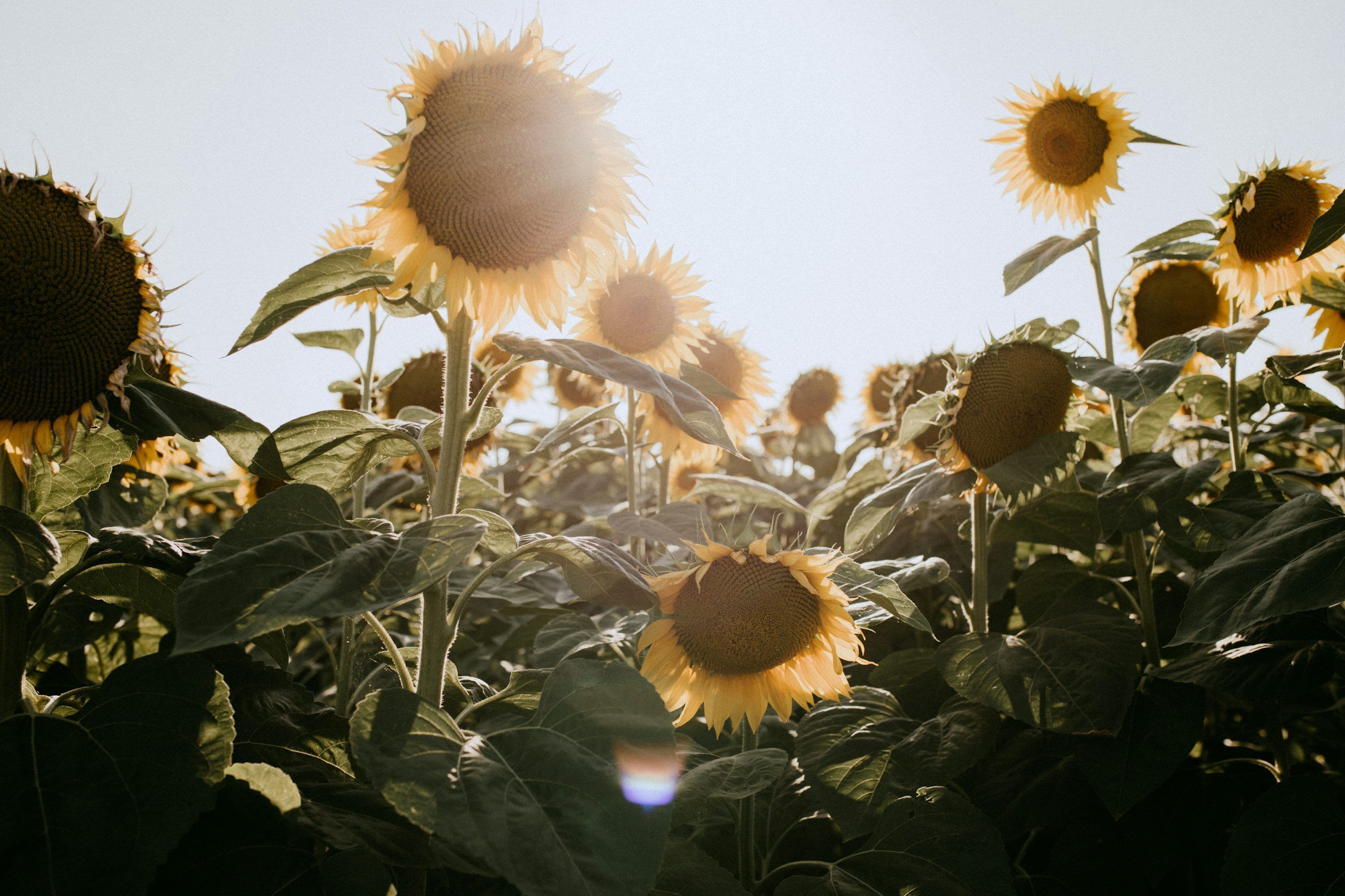 3000x2000 A field of sunflowers with the sun in the background photo