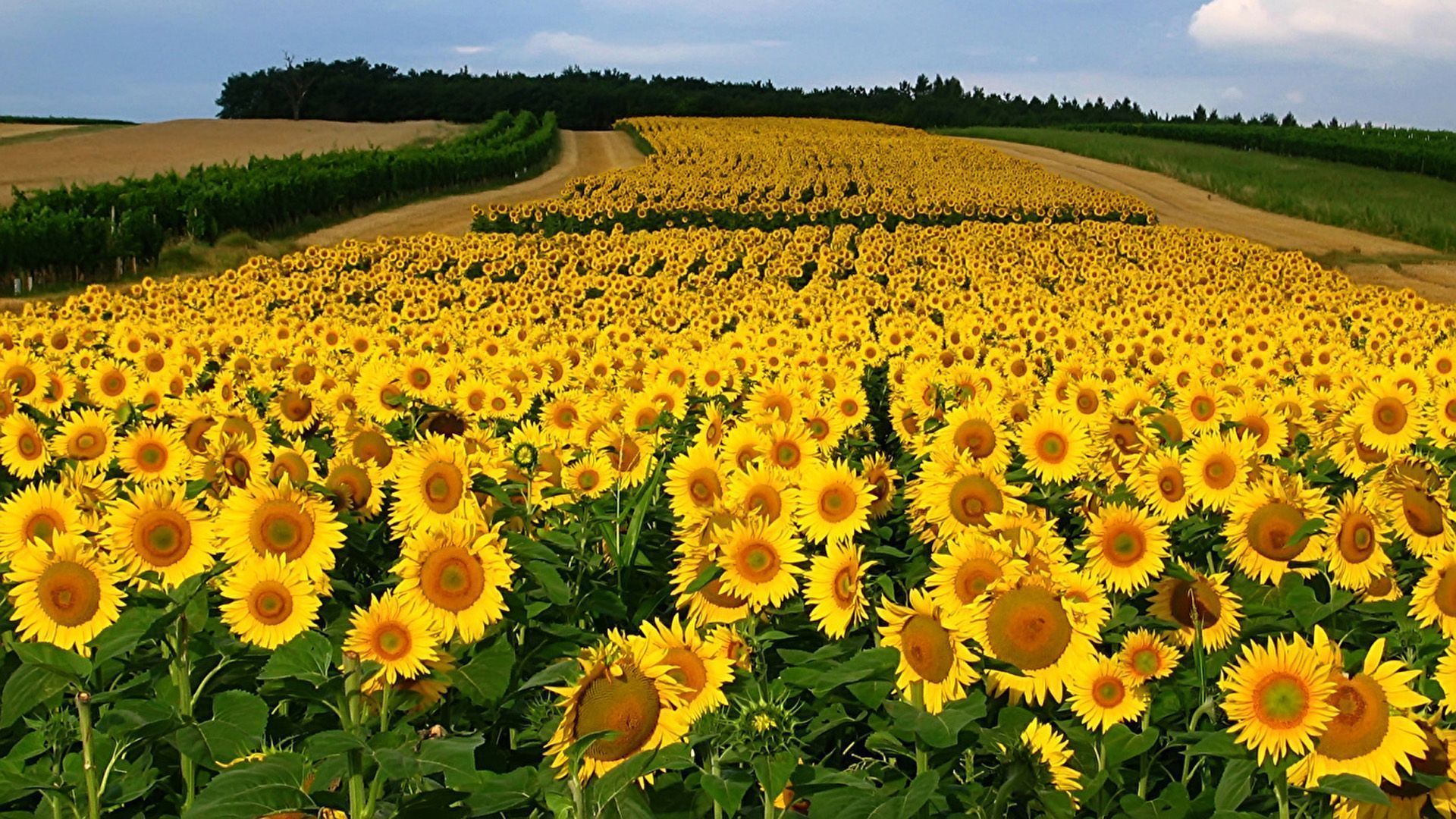 1920x1080 Beautiful Nice Yellow Sunflowers Field Background HD Sunflower Wallpaper
