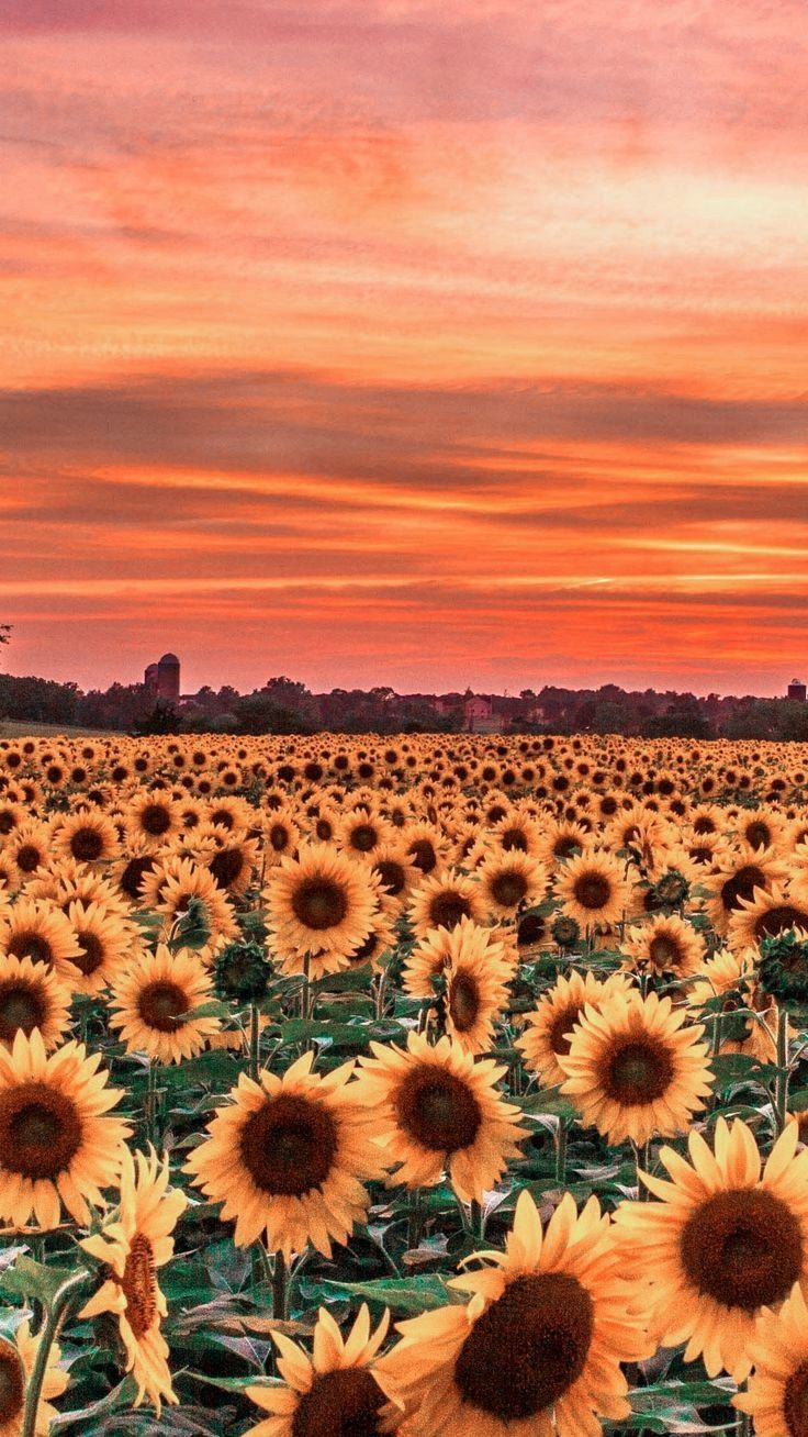 736x1308 Sunflower Field Sunset Lockscreen