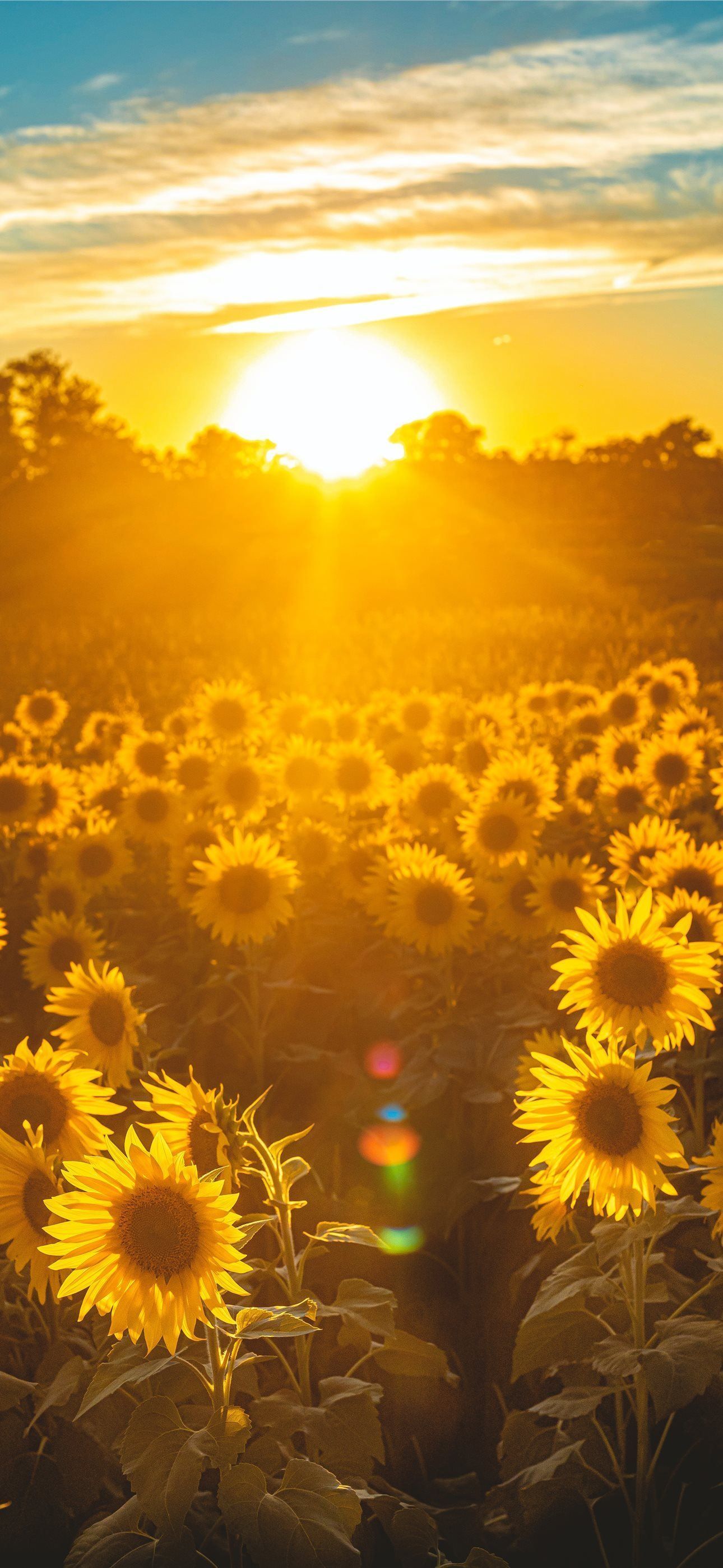 1290x2796 sunflower field during golden hour iPhone Wallpaper Free Download