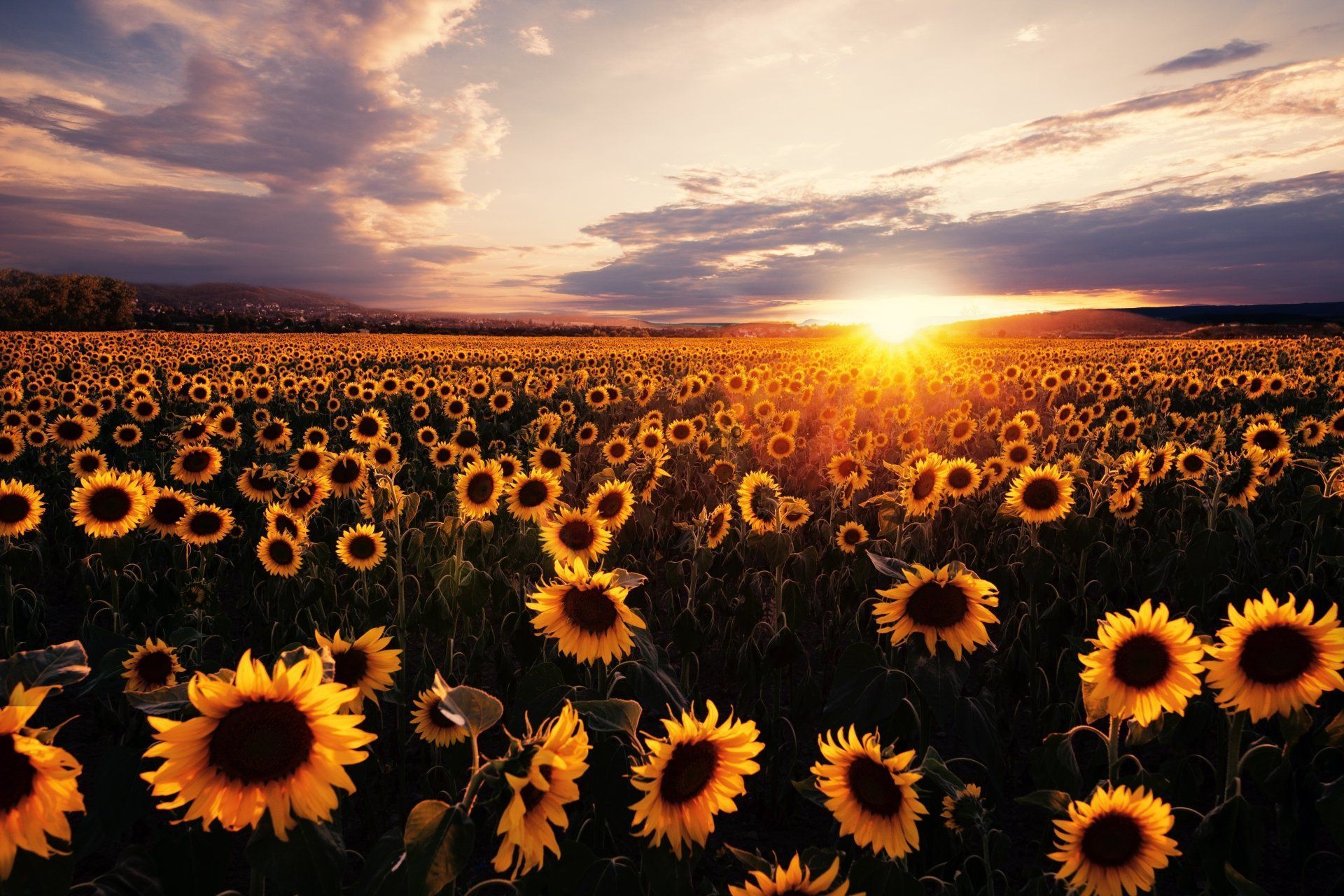 1920x1280 Sunset Glow Over Endless Sunflower FieldsK Ultra HD Summer Nature Wallpaper