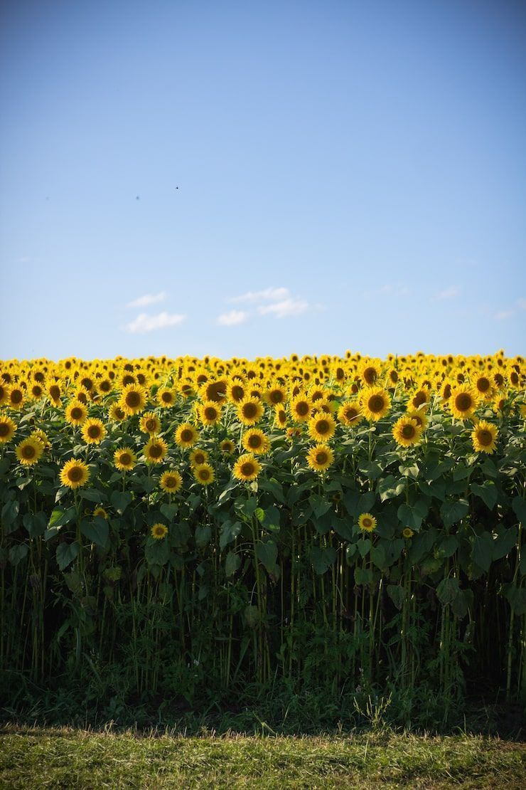 740x1110 Sunflower field Image