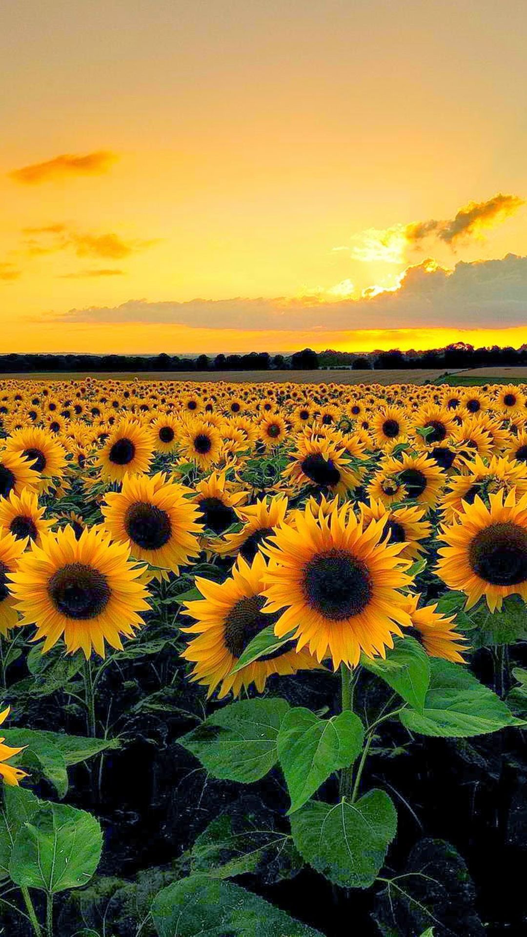 1080x1920 Sunflower Field Wallpaper 1080x1920 57043