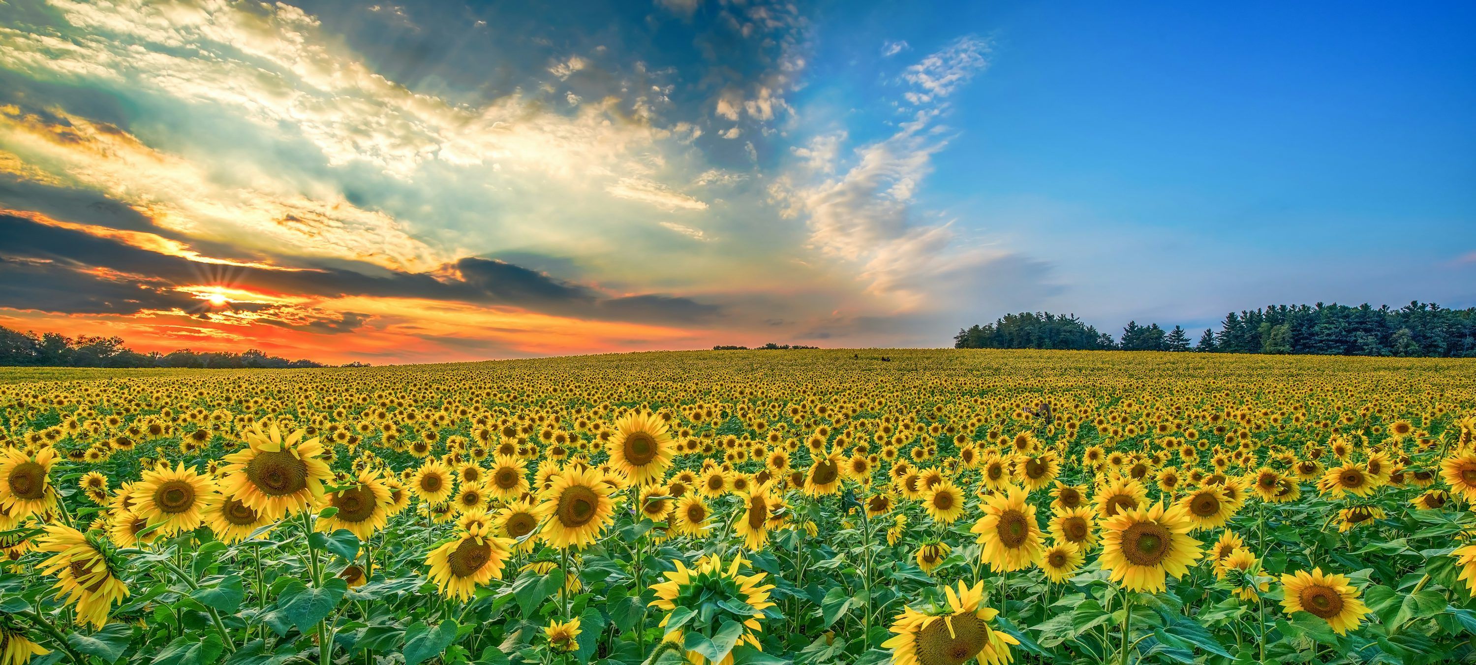 3000x1351 Yellow sunflower lot photo