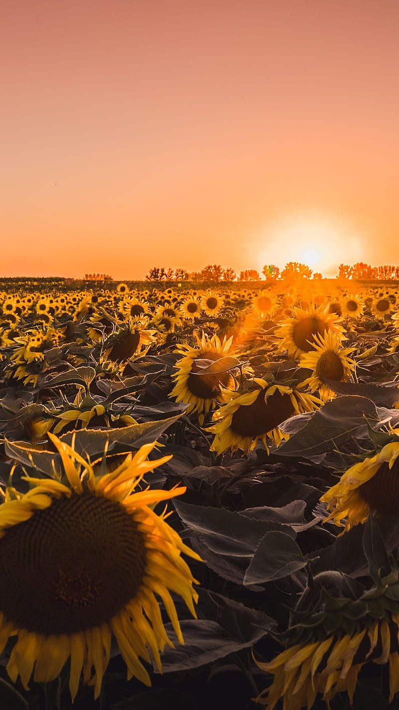 800x1422 Sunflowers Farm, field, nature, flowers, sun flowers, golden hour, HD phone wallpaper