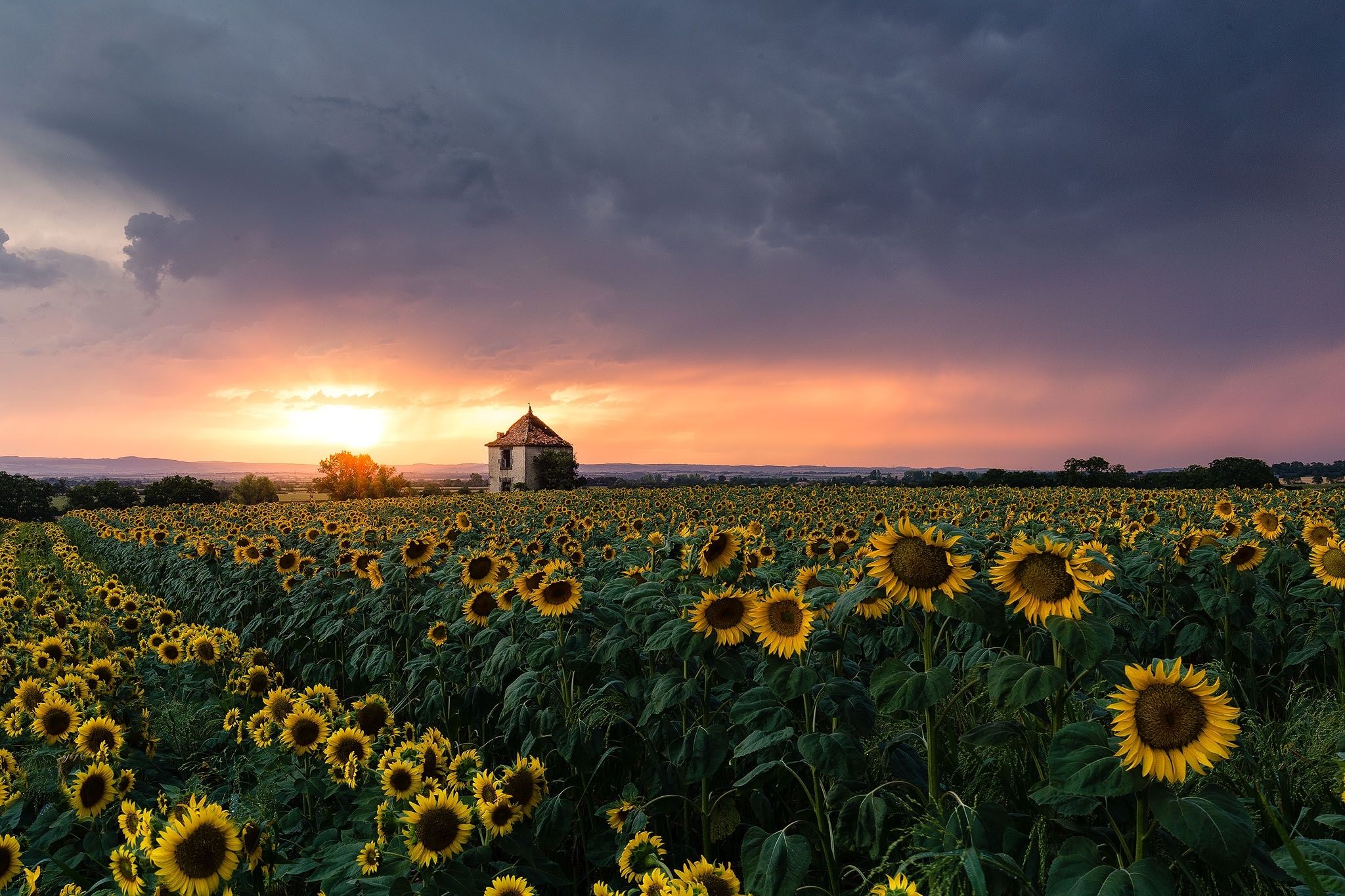 2048x1365 Sunflower HD Field Wallpaper, HD Nature 4K Wallpaper, Image and Background