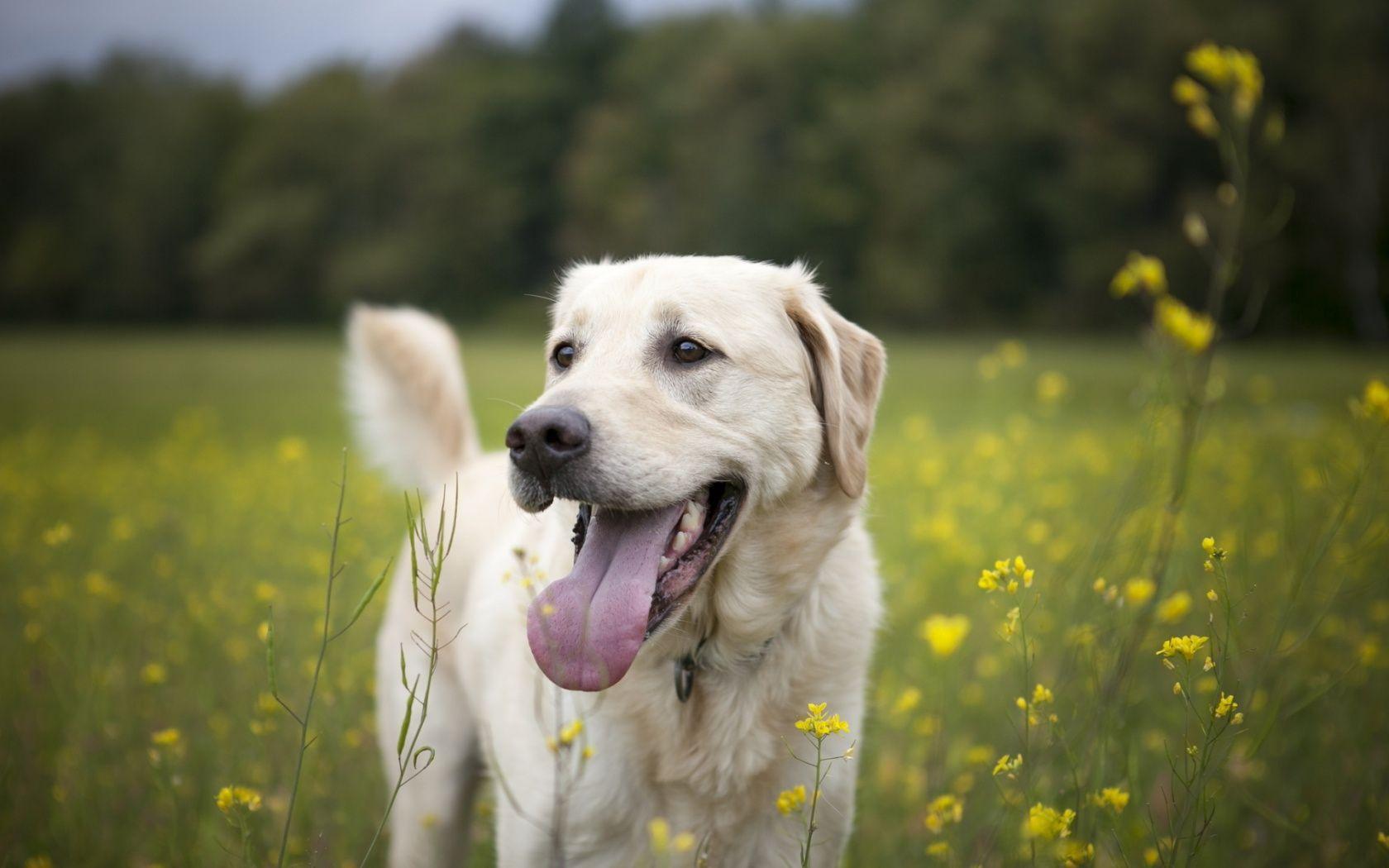 Happy Dog Wallpapers - Top Free Happy Dog Backgrounds - WallpaperAccess