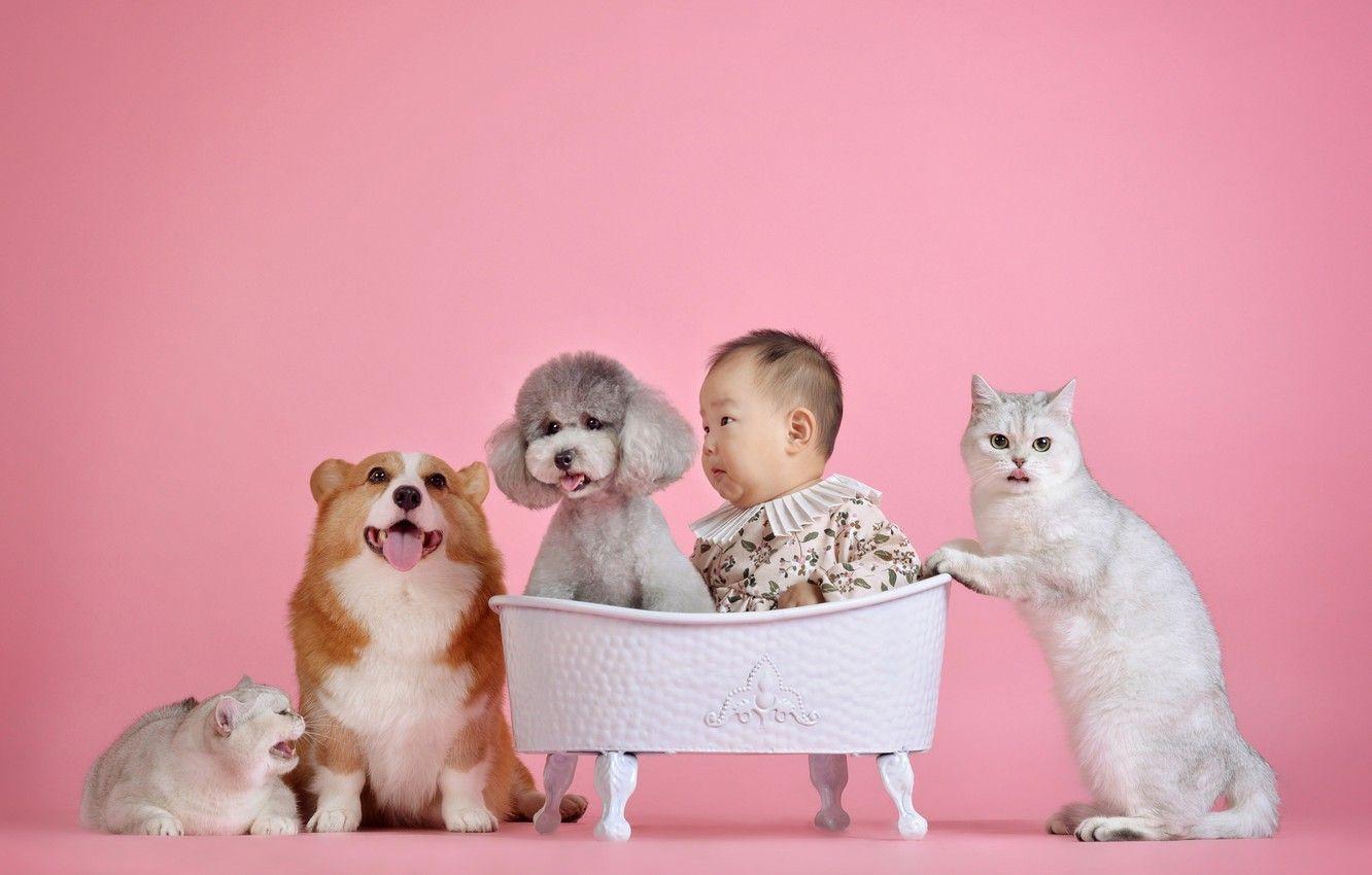 1332x850 Wallpaper language, cat, dogs, cat, cats, grey, together, cats