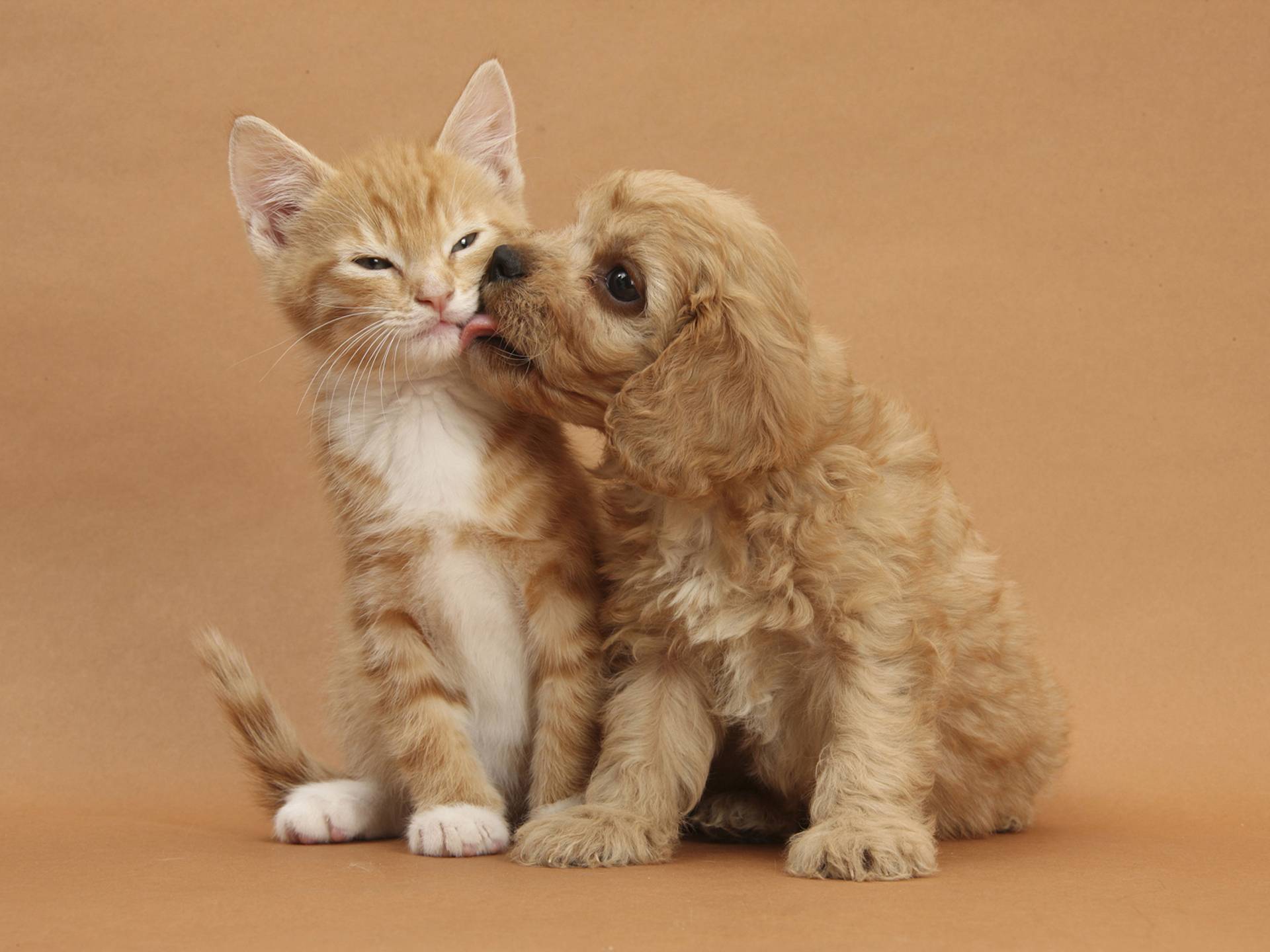 1920x1440 Cute Puppy and Kitten Wallpaper
