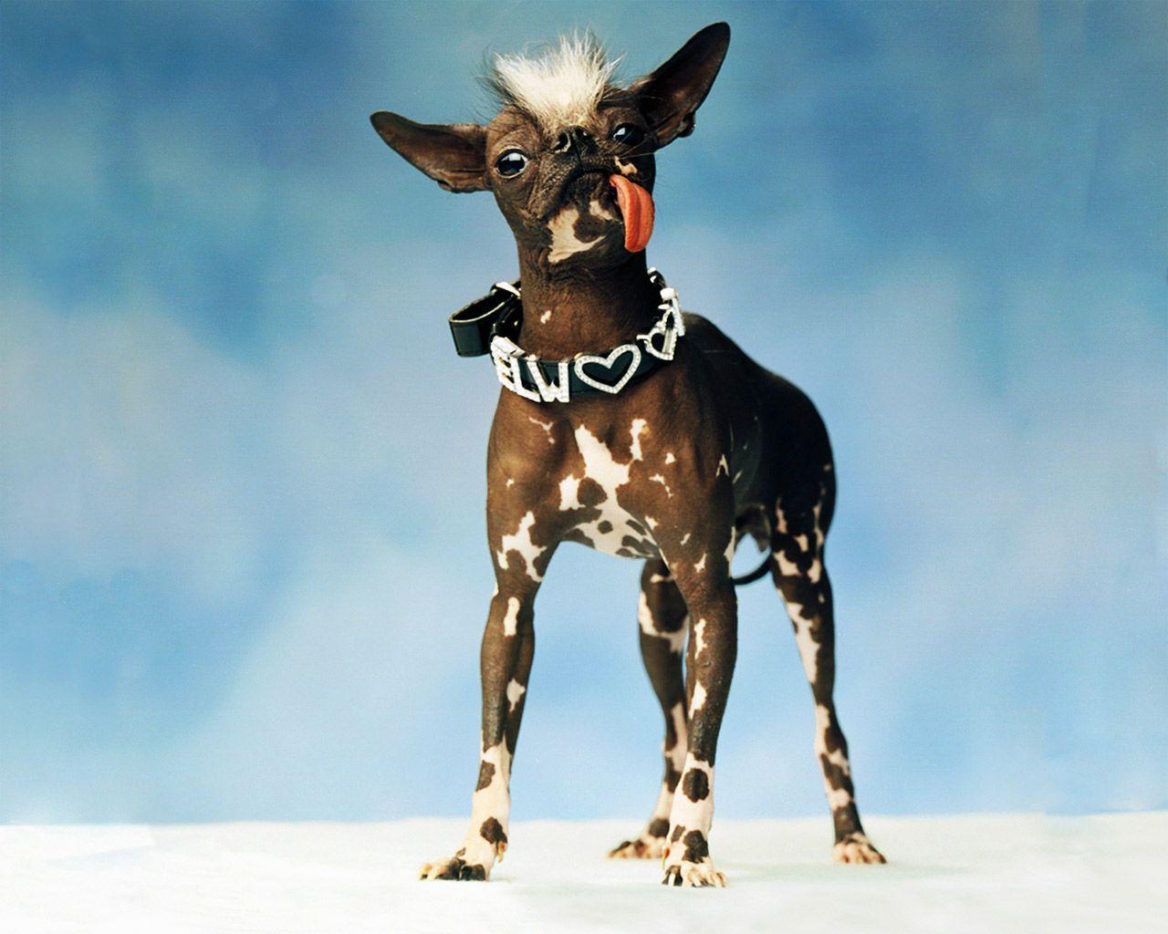 1280x1024 Ugly Dog Wallpaper