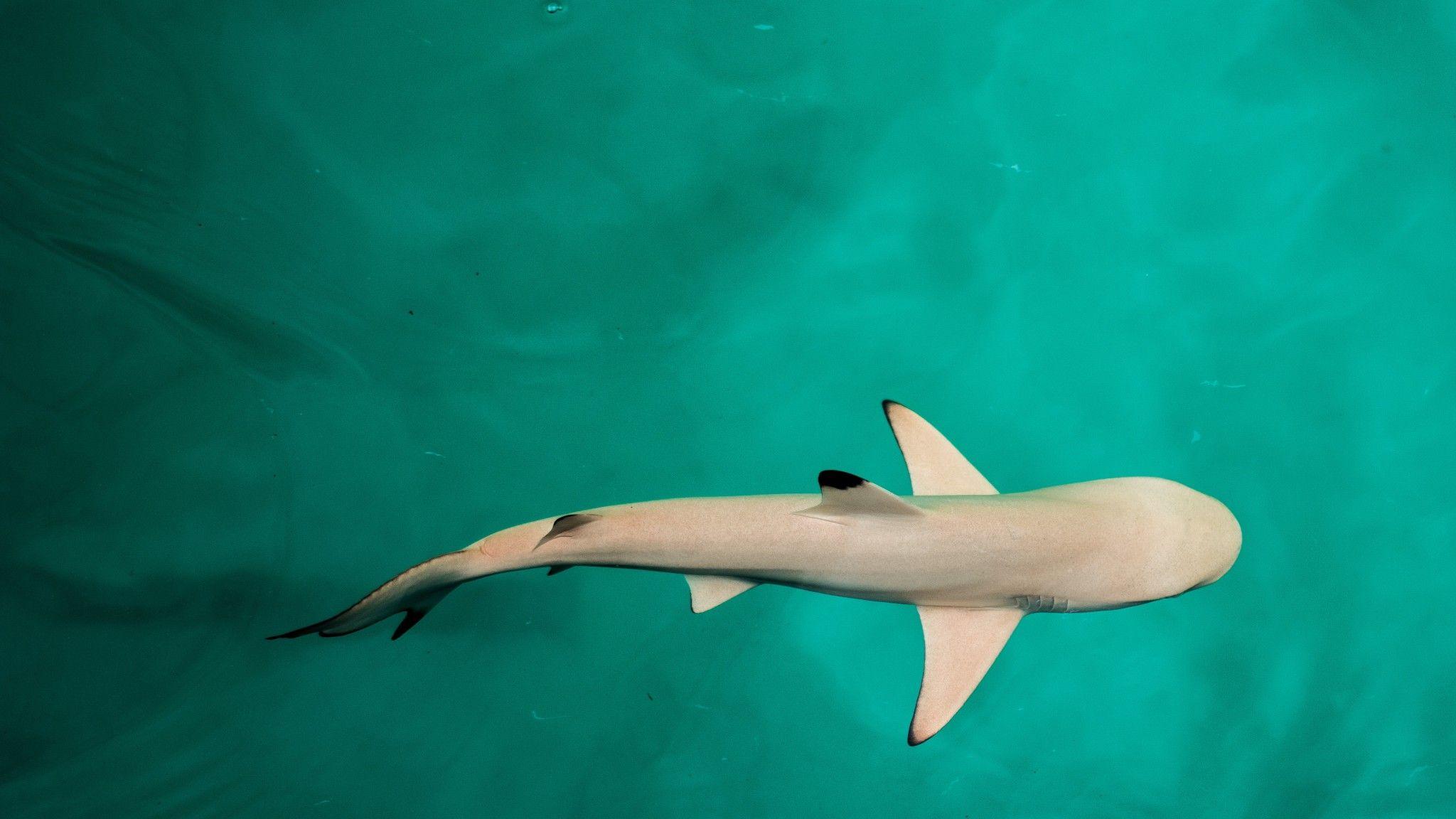 Desktop Wallpapers Sharks Underwater world Animals