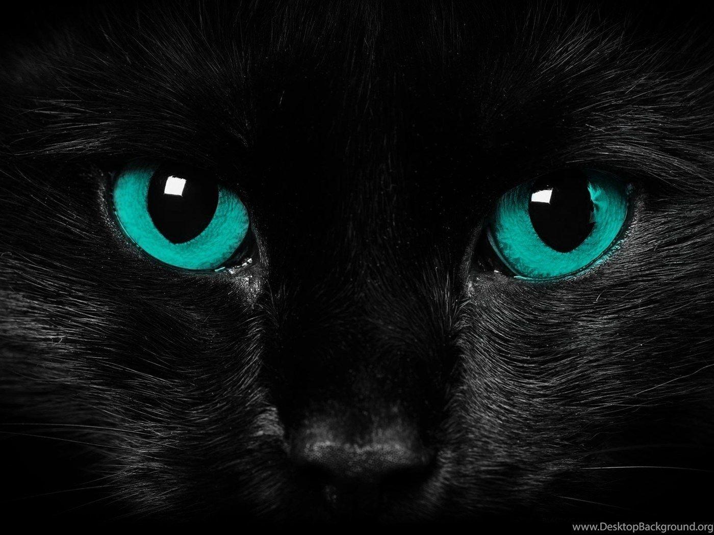 1400x1050 Free Scary Cat Eyes Desktop Wallpaper 16001200 Desktop Background
