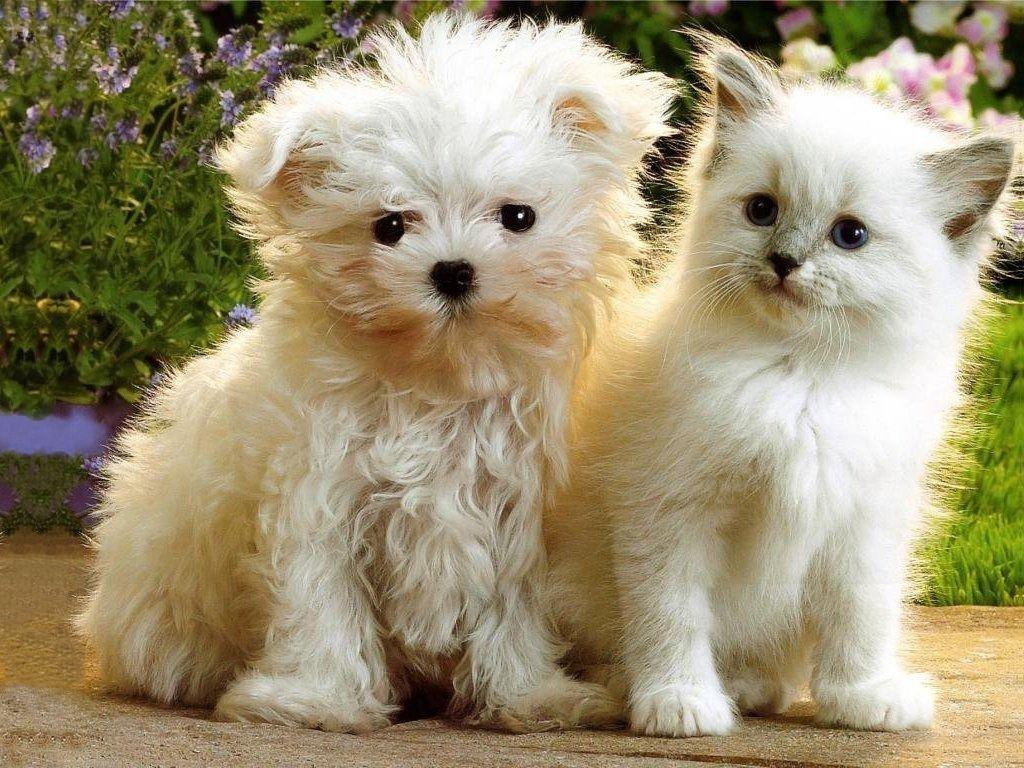 1024x768 Wallpaper of Puppies and Kittens