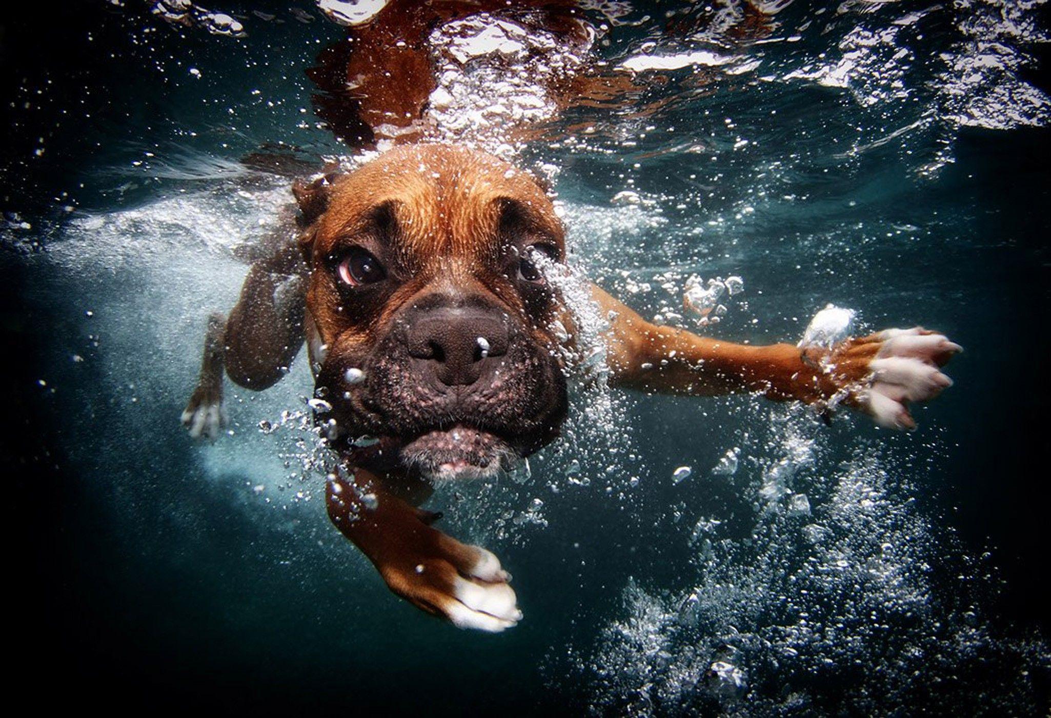 Dog Underwater Wallpapers Top Free Dog Underwater Backgrounds
