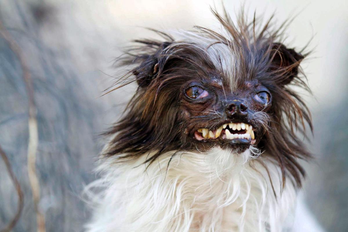 1200x801 Free download Picture Of Ugly Dogs High resolution and widescreen