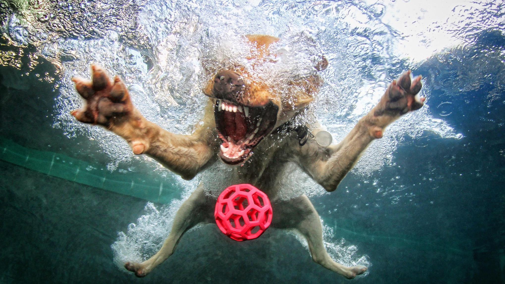 dogs underwater dogs underwater