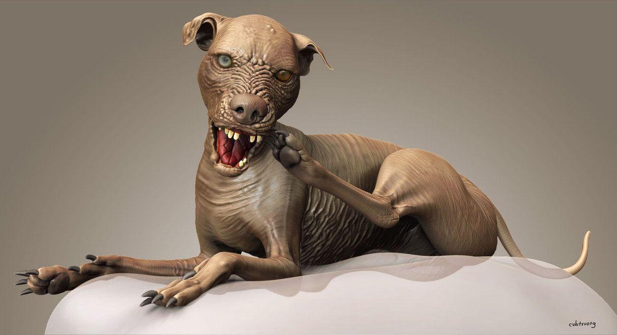 1212x659 Ugly Dog Wallpaper