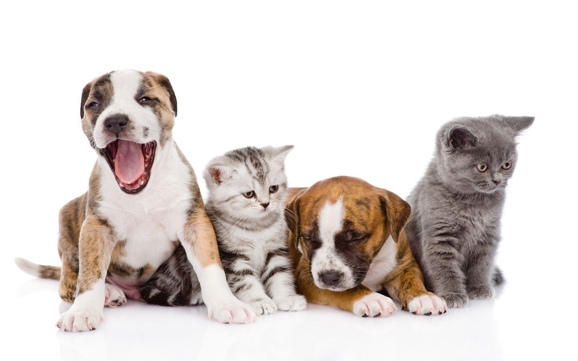 1920x1200 Dog and Cat Wallpaper