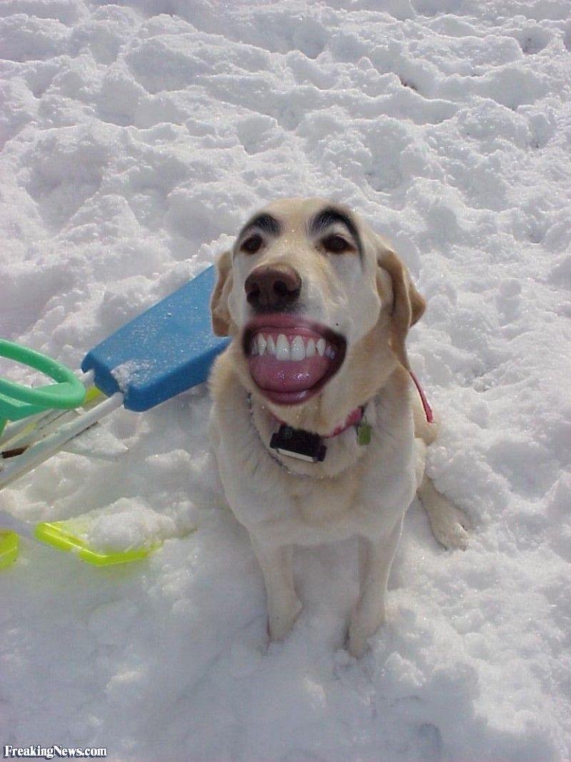 Ugly Dogs Wallpapers Top Free Ugly Dogs Backgrounds WallpaperAccess