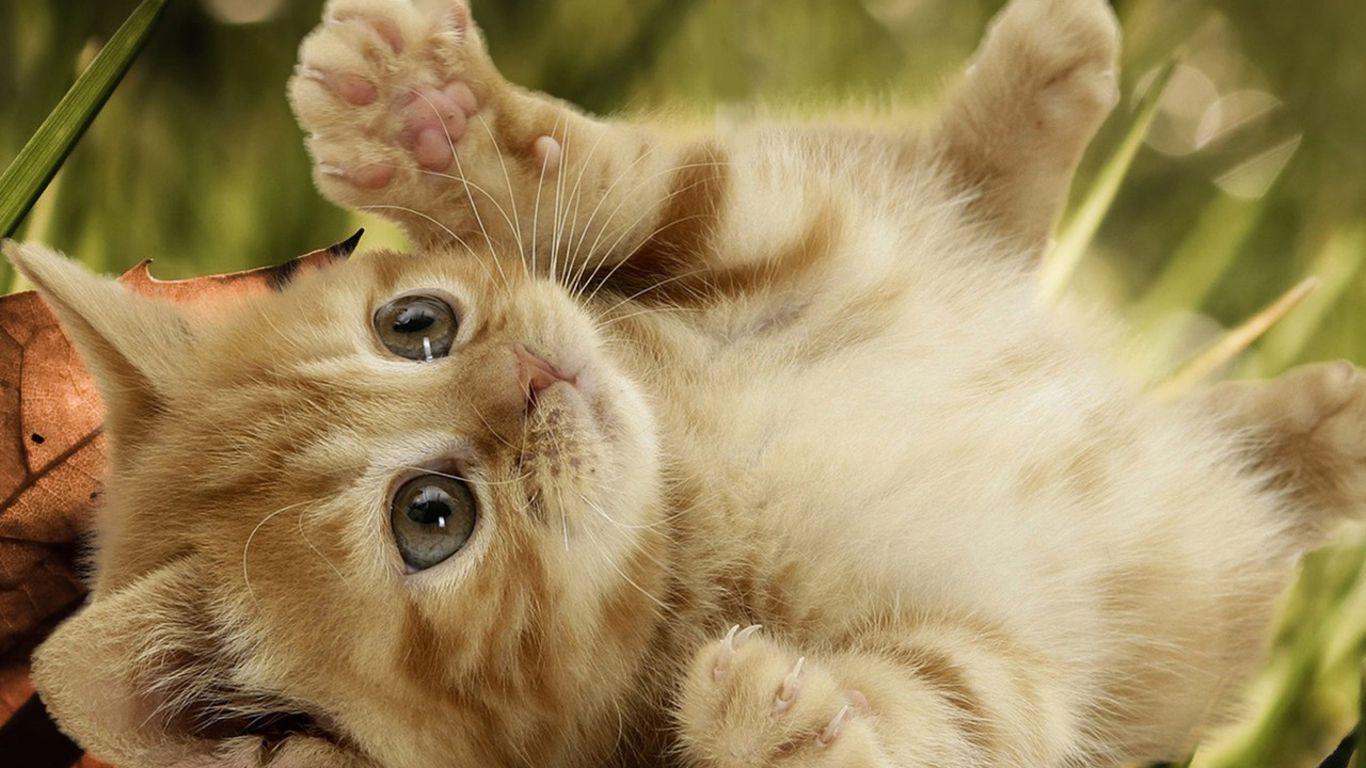 1366x768 Cute Baby Cats Wallpaper