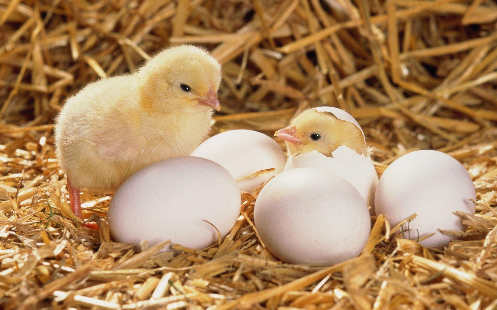 1680x1050 Chicken, Background, Picture, Photos, Laptop Wallpaper