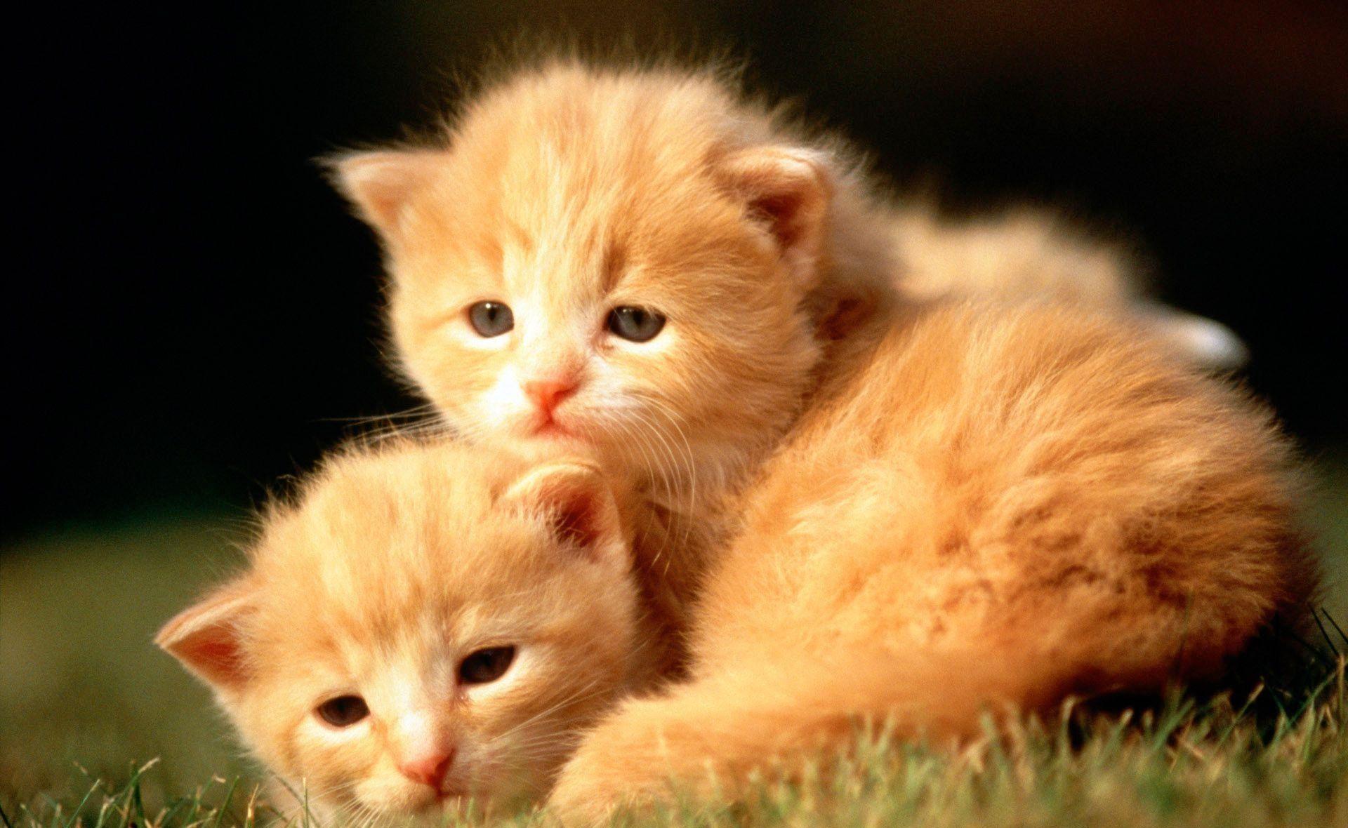 1920x1180 Cute Baby Animal Wallpaper