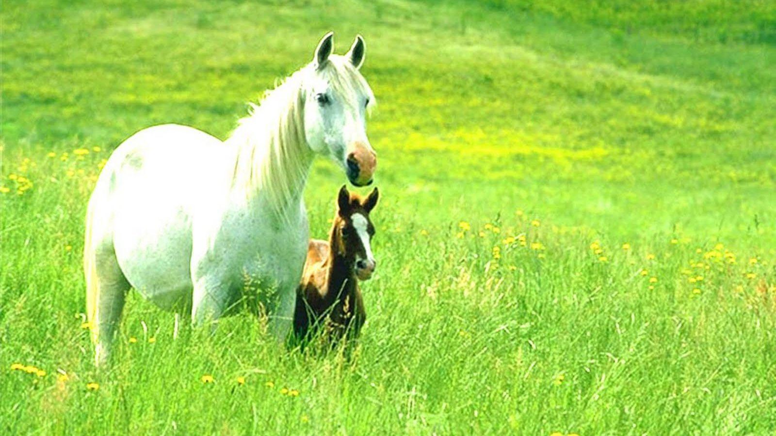 1600x900 Free download Beautiful Animal Wallpaper Animal Wallpaper Random