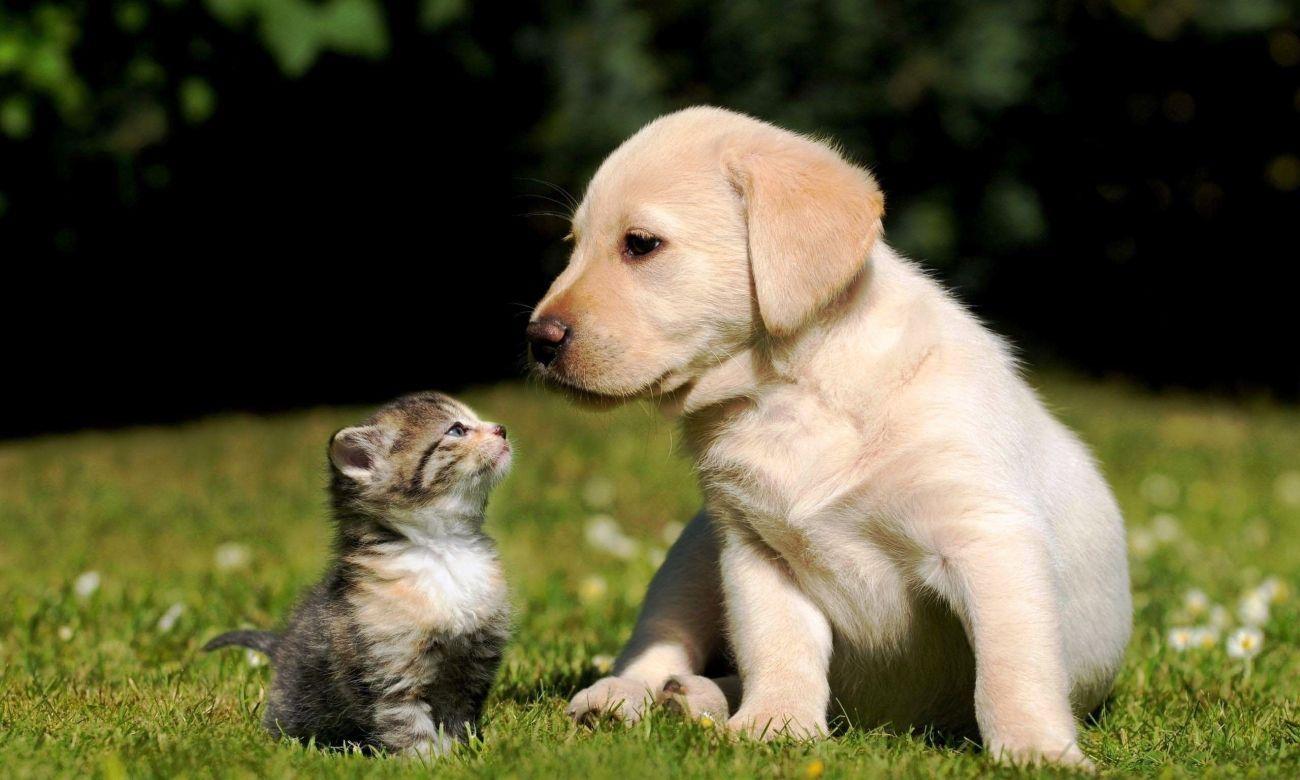 1300x780 Download Popular Cat and Dog Wallpaper High Quality HD Wallpaper