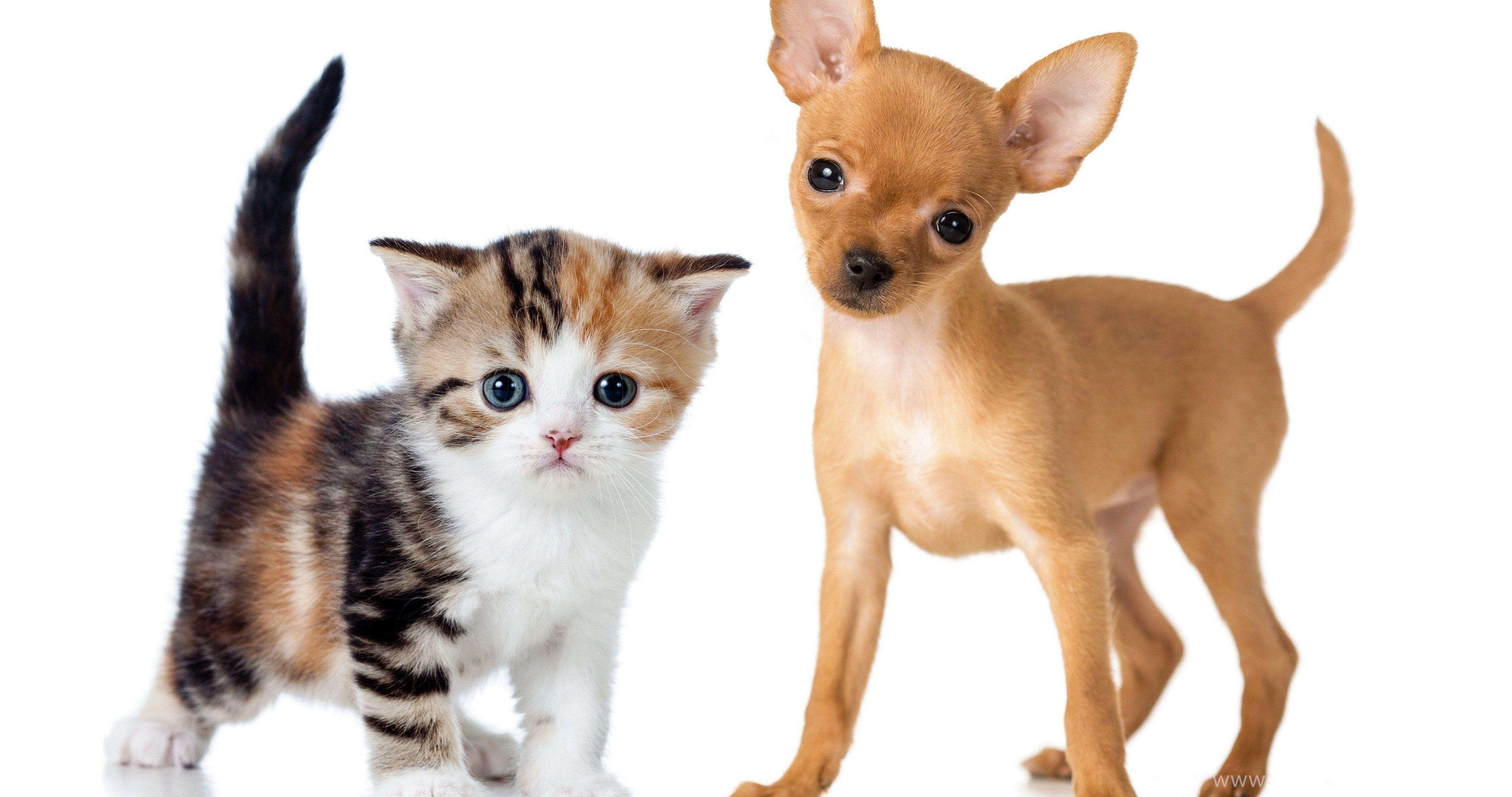 4096x2160 Dogs Cats Two Kitten Puppy Chihuahua Animals Baby Wallpaper