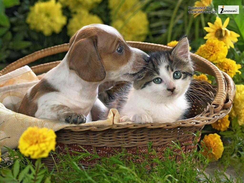 1024x768 nature cats animals dogs baskets baby animals HD Wallpaper