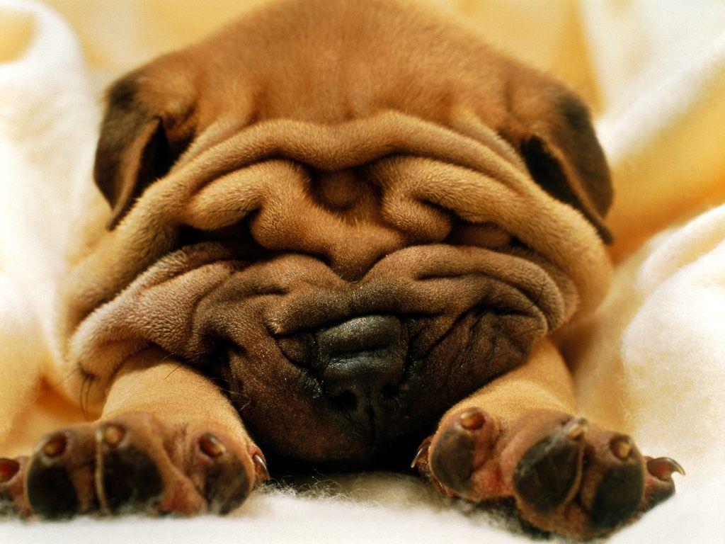 1024x768 Ugly Dog Wallpaper