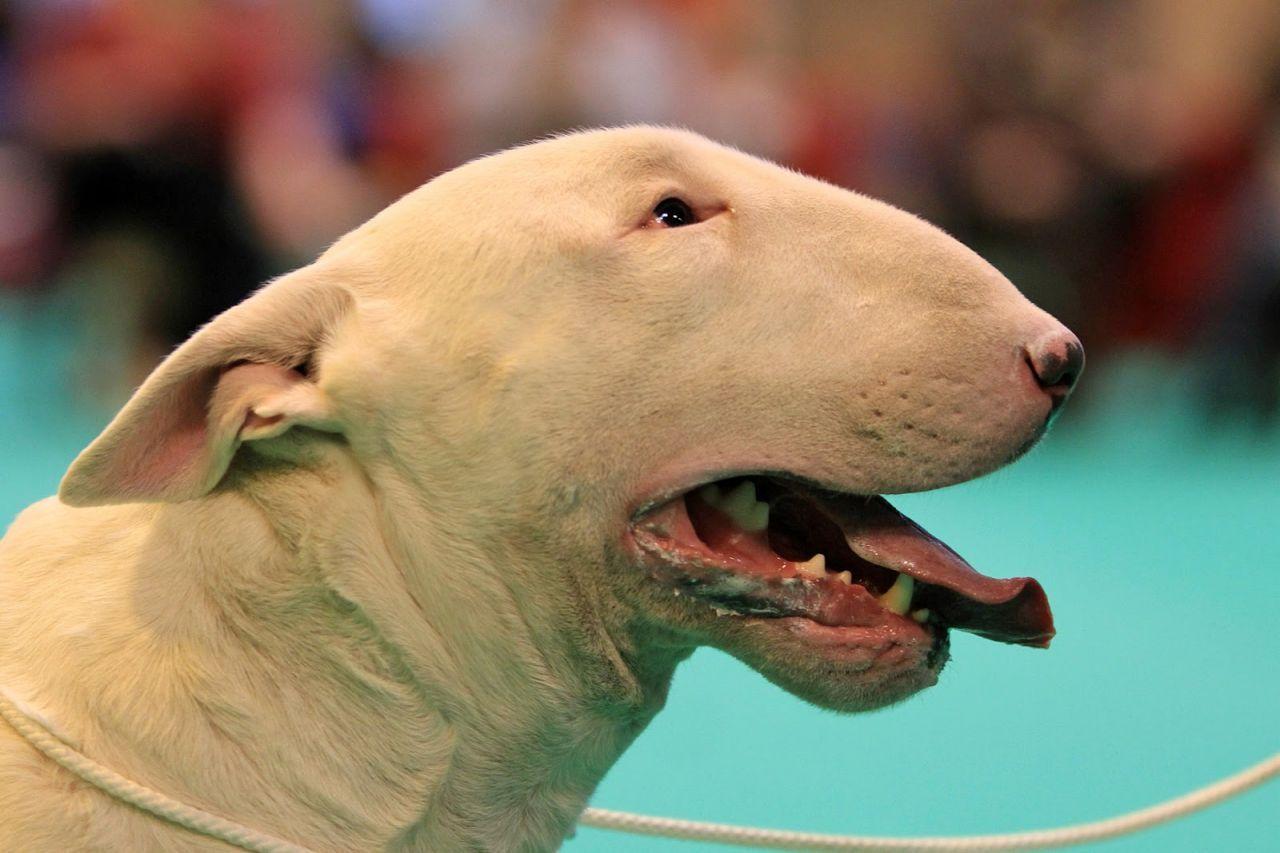 1280x853 Free download Ugly Puppy Picture Wallpaper HD Base [1280x853]