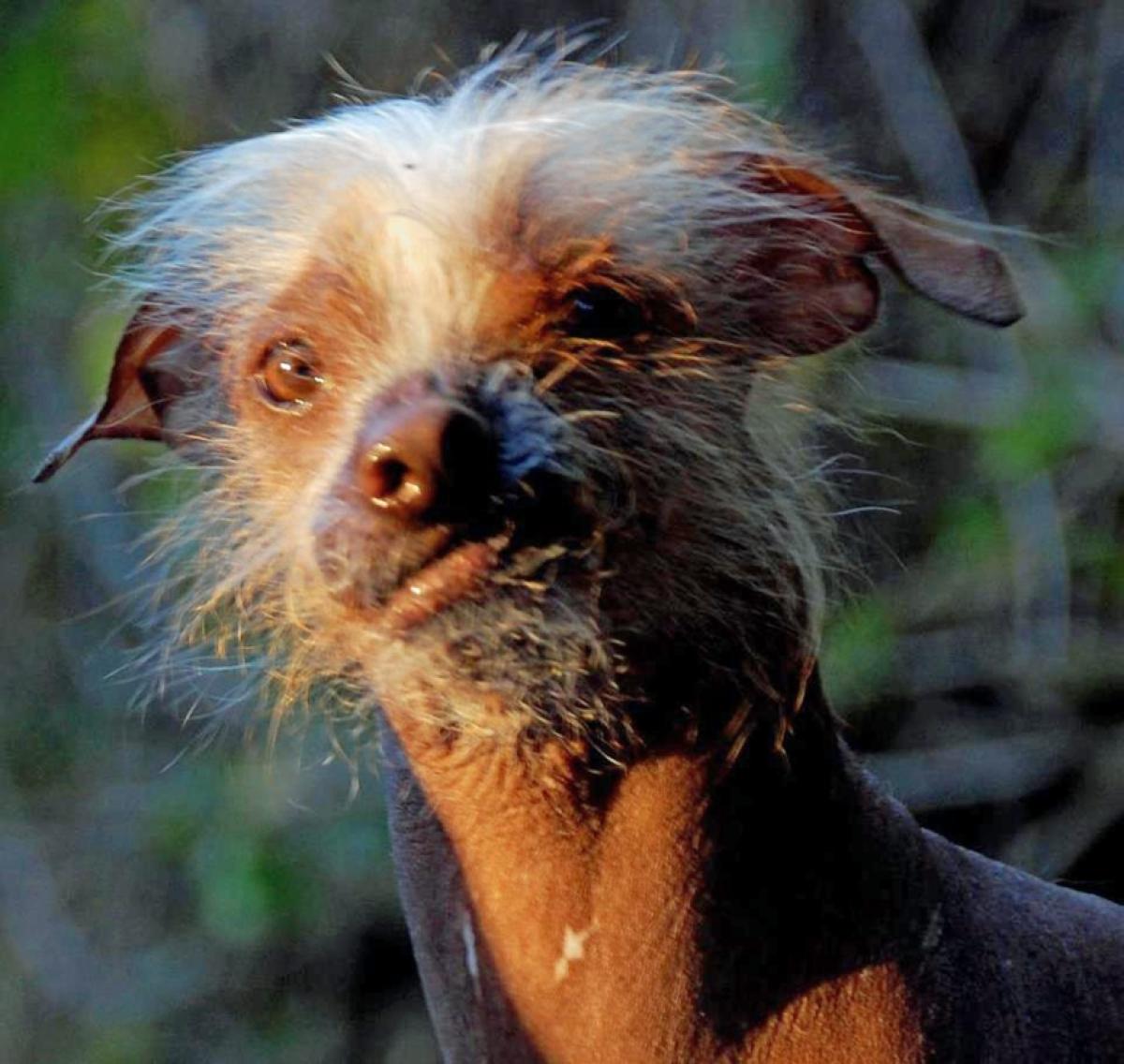 1200x1136 Free download Picture Of Ugly Dogs HD Wallpaper Lovely