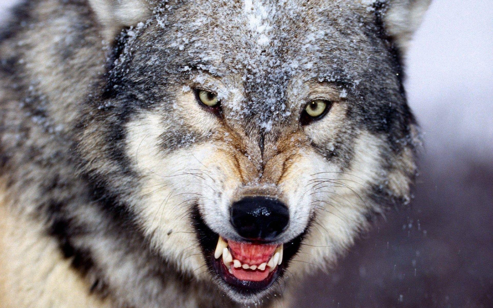 1920x1200 Scary, Wolf, Wonderful, Desktop, Image, HD, New, Wallpaper