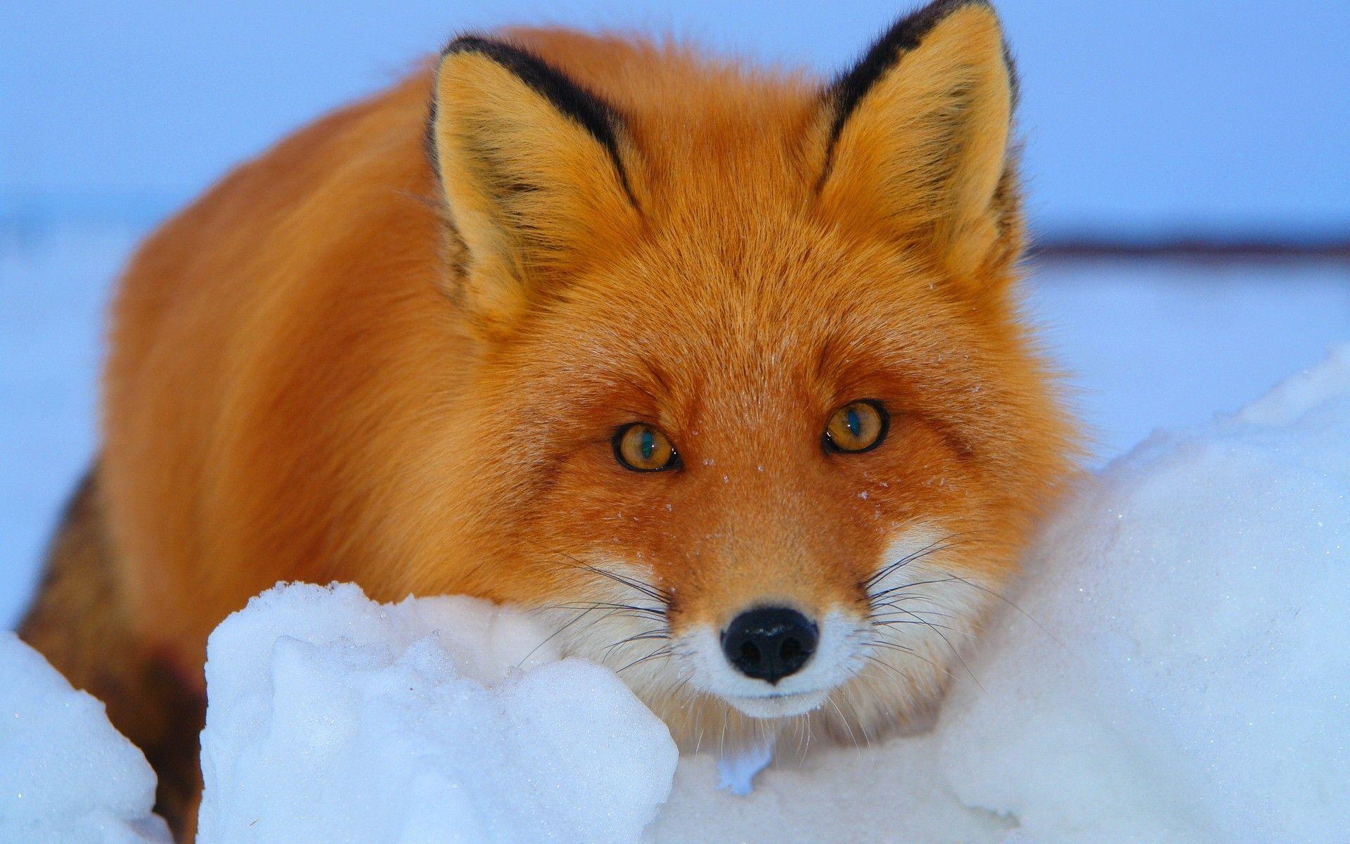 1920x1200 Beautiful, animals Foxes, Wild Life Background, Animal Wallpaper
