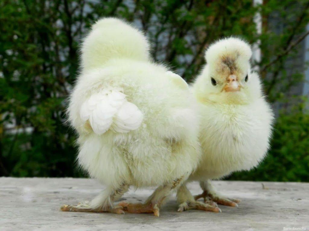 1024x768 Free download cute baby chick good wallpaper cute baby chick pics