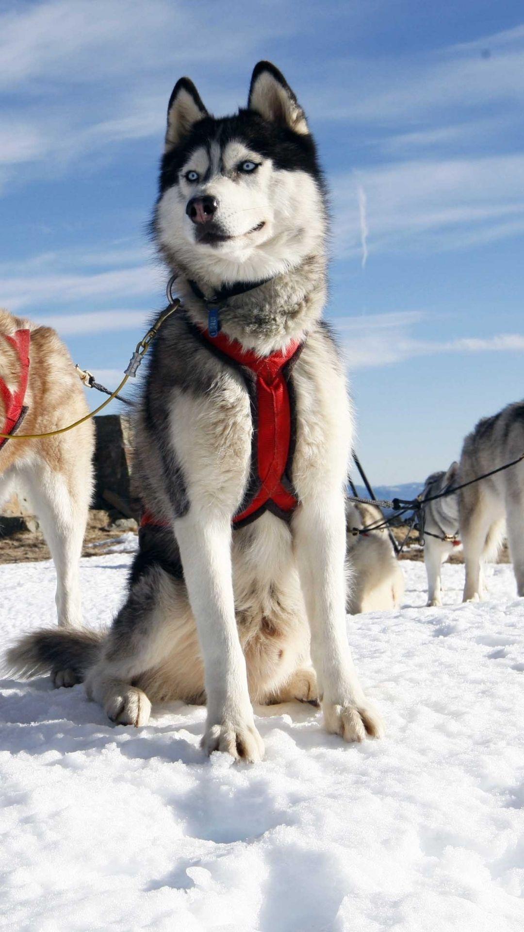 1080x1920 Husky Dog Alaska Snow iPhone 8 Wallpaper. Husky dogs, Dogs, Husky