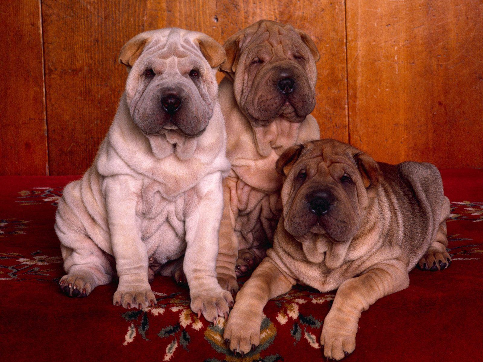 1600x1200 three shar pei. HD Windows Wallpaper