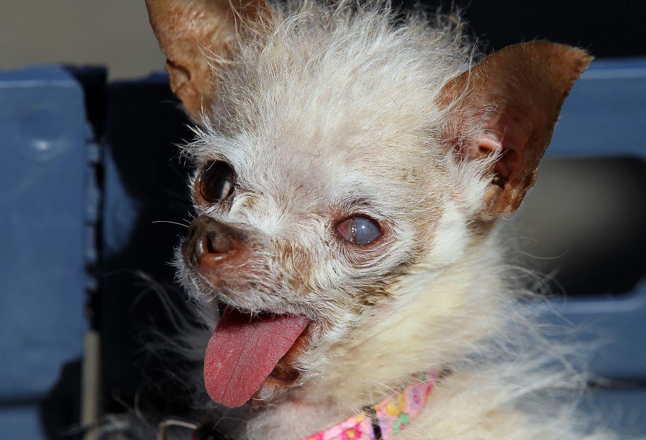 1280x873 Free download Ugly Dog Picture Desktop Background [1280x873]