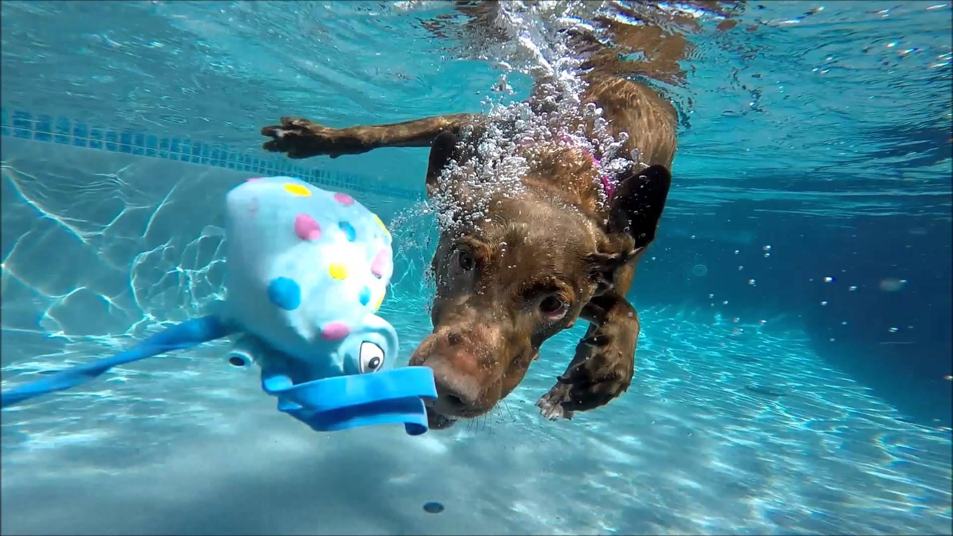 Dogs Underwater Wallpapers - Top Free Dogs Underwater ...